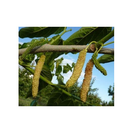 Amoreira Paquistanesa Branca