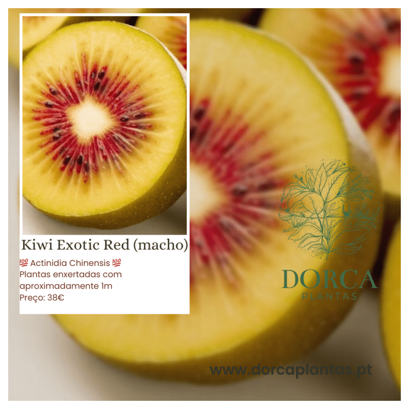 Kiwi Exotic Red Macho