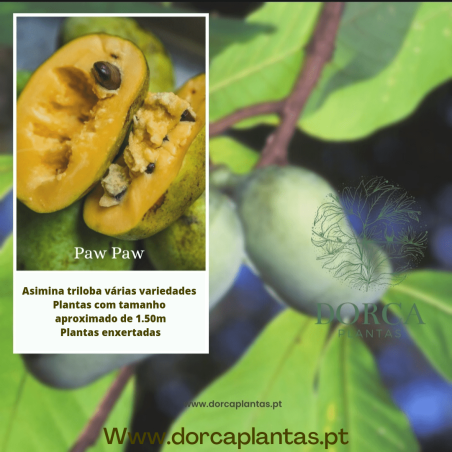 Asimina Triloba Allegheny Peterson ( Paw Paw)