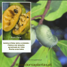 Asimina Triloba Allegheny Peterson ( Paw Paw)