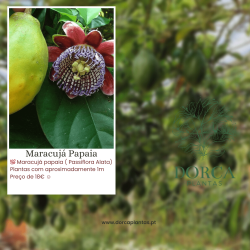 Maracujá Papaia ( Passiflora Alata)