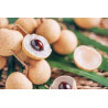 Longan  (Dimocarpus longan)