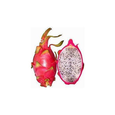 Pitaya Undatus