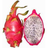 Pitaya Undatus