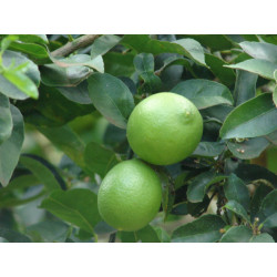 Lima Bears (Citrus × latifolia)