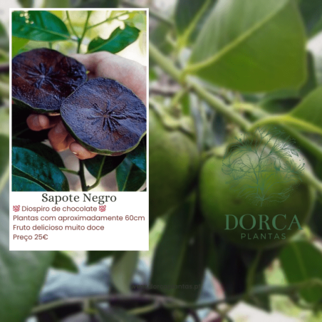 Sapote Negro