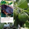 Sapote Negro