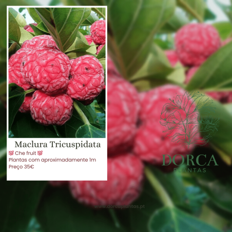 Maclura Tricuspidata ( Che Fruit)