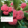 Maclura Tricuspidata ( Che Fruit)