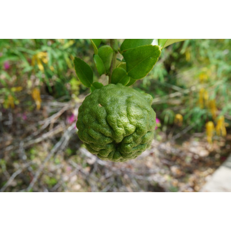 Lima Kaffir ( Citrus Hystrix)