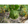 Lima Kaffir ( Citrus Hystrix)