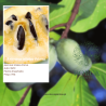 Asimina Triloba Prima ( Paw Paw)