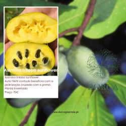 Asimina Triloba Sunflower