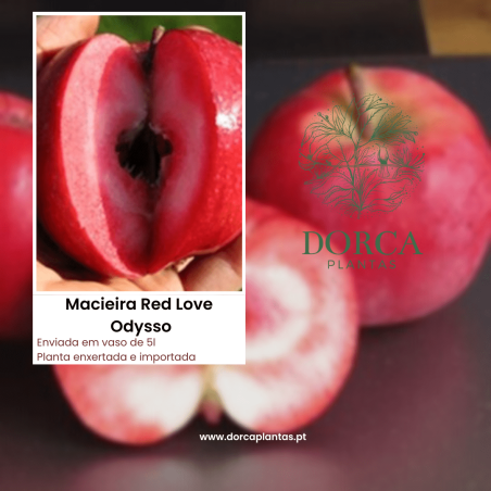 Macieira Red Love Odysso