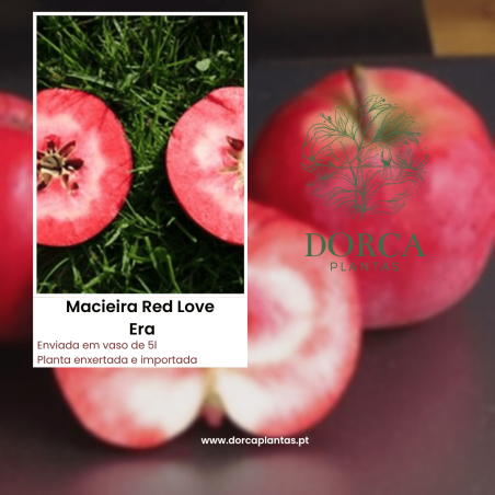 Macieira Red Love Era