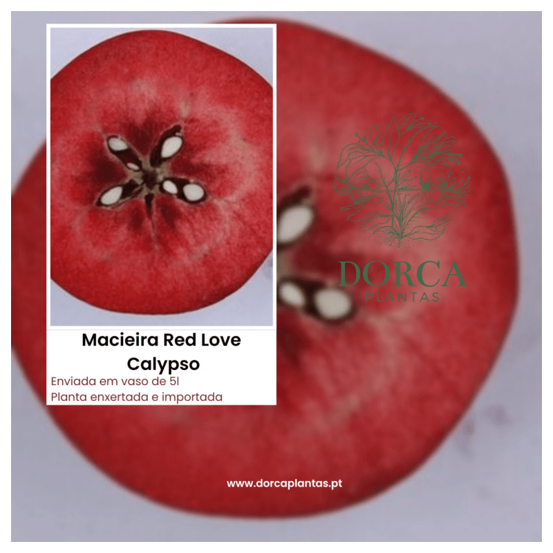 Macieira Red Love Calypso