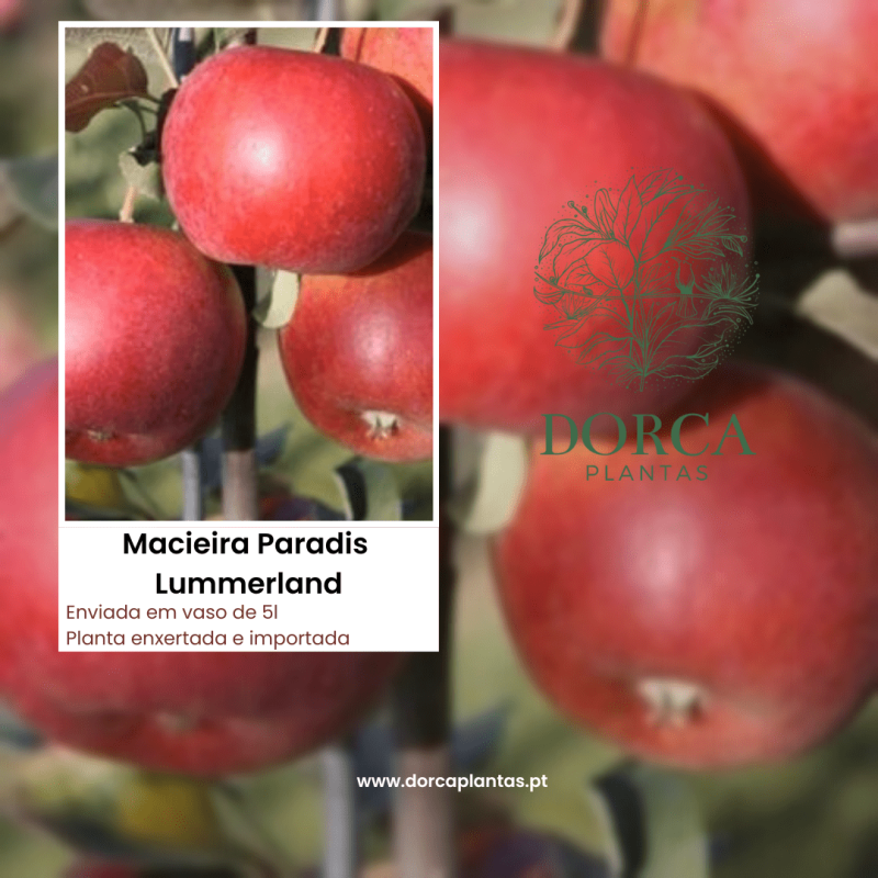 Macieira Paradis Lummerland