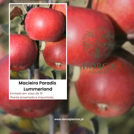 Macieira Paradis Lummerland