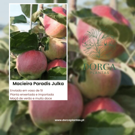 Macieira Paradis Julka