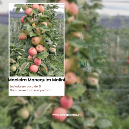 Macieira Manequim Malini