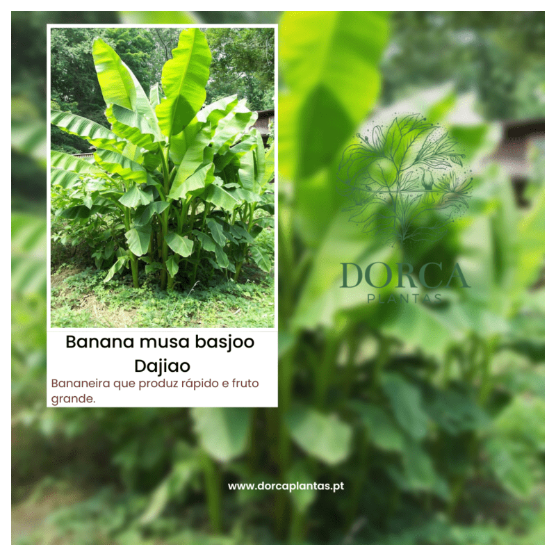 Bananeira Musa Basjoo Dajiao