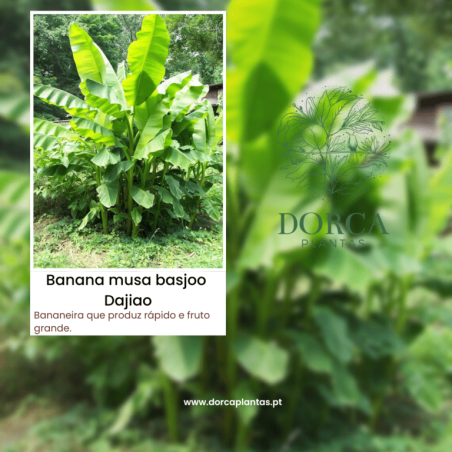 Bananeira Musa Basjoo Dajiao