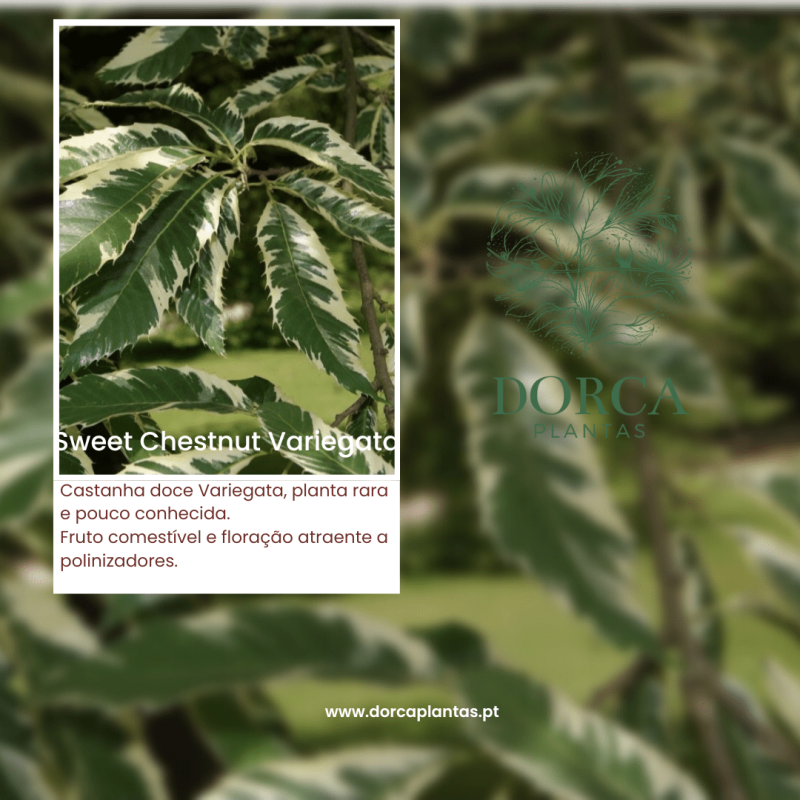Sweet Chestrut Variegata