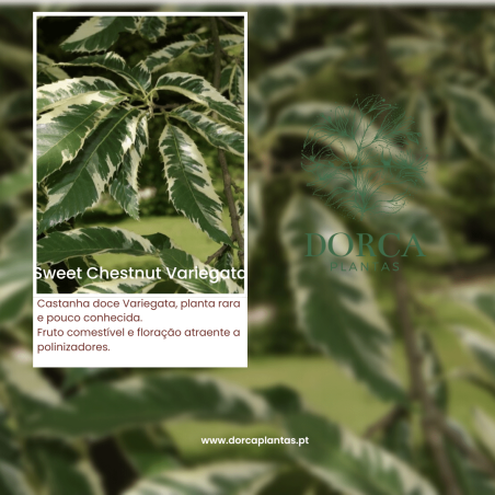 Sweet Chestrut Variegata