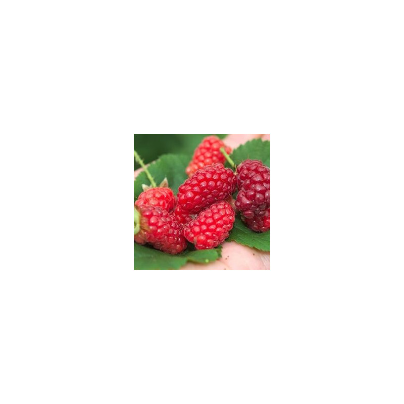 Amora Tayberry Bounty Berry Yantay