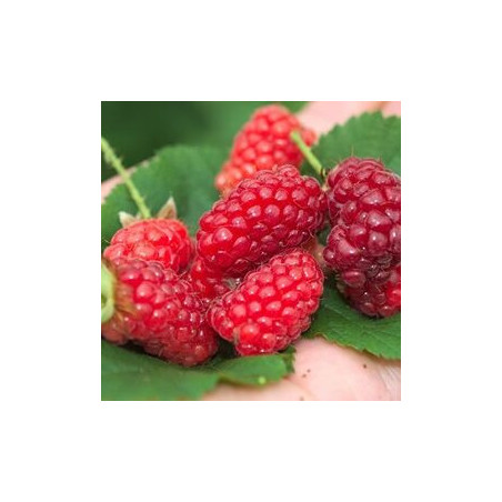 Amora Tayberry Bounty Berry Yantay