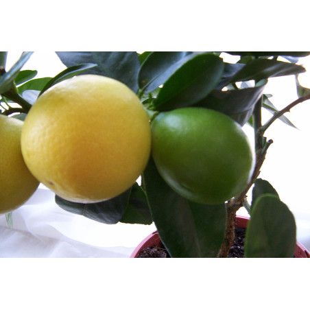 Limequat ( Citrofortunella × floridana)