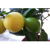 Limequat ( Citrofortunella × floridana)