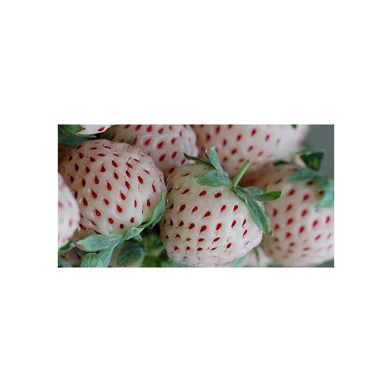 Morangueiro Pinheiro Anablanca ( Branco)