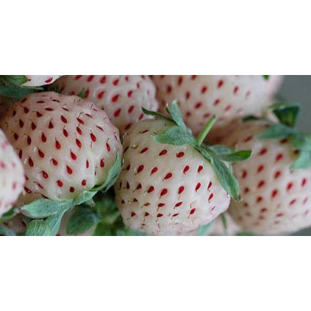 Morangueiro Pinheiro Anablanca ( Branco)