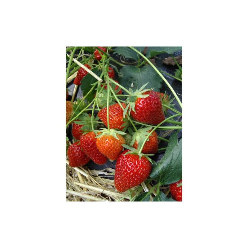 Morangueiro Charlotte