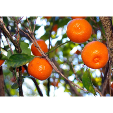 Lima das Filipinas ( Citrus × microcarpa)