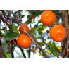 Lima das Filipinas ( Citrus × microcarpa)
