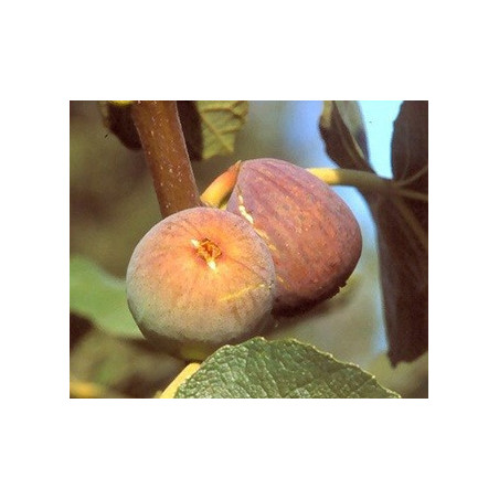 Figueira Violette de Argenteuil