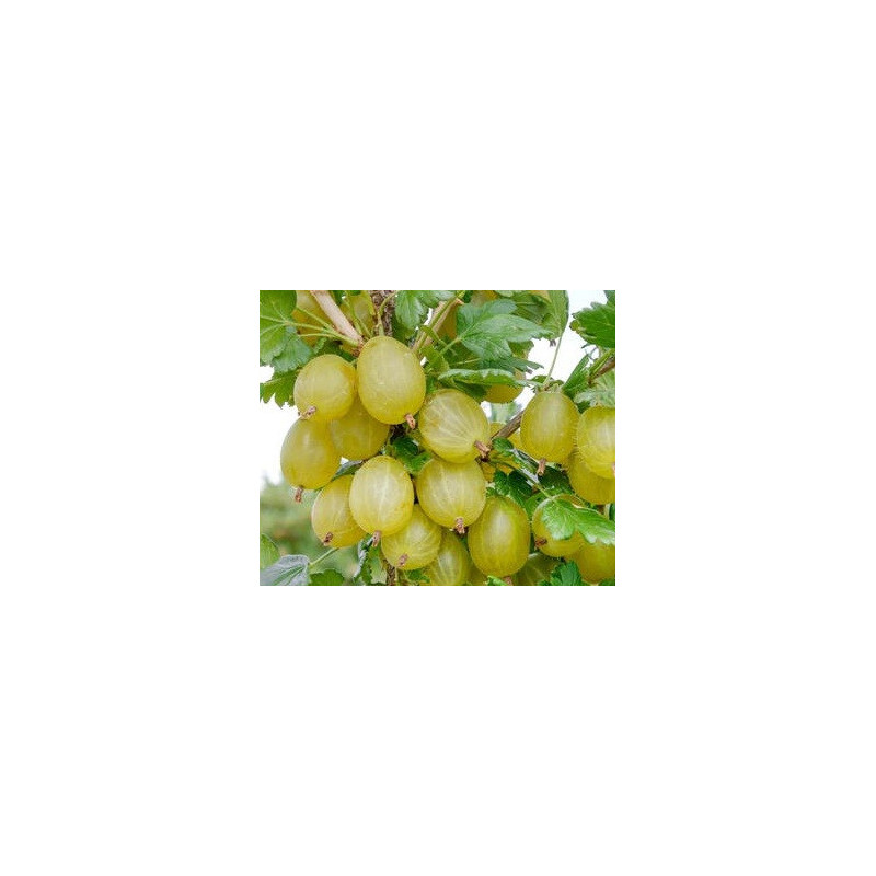 Uva Crispa Rixanta