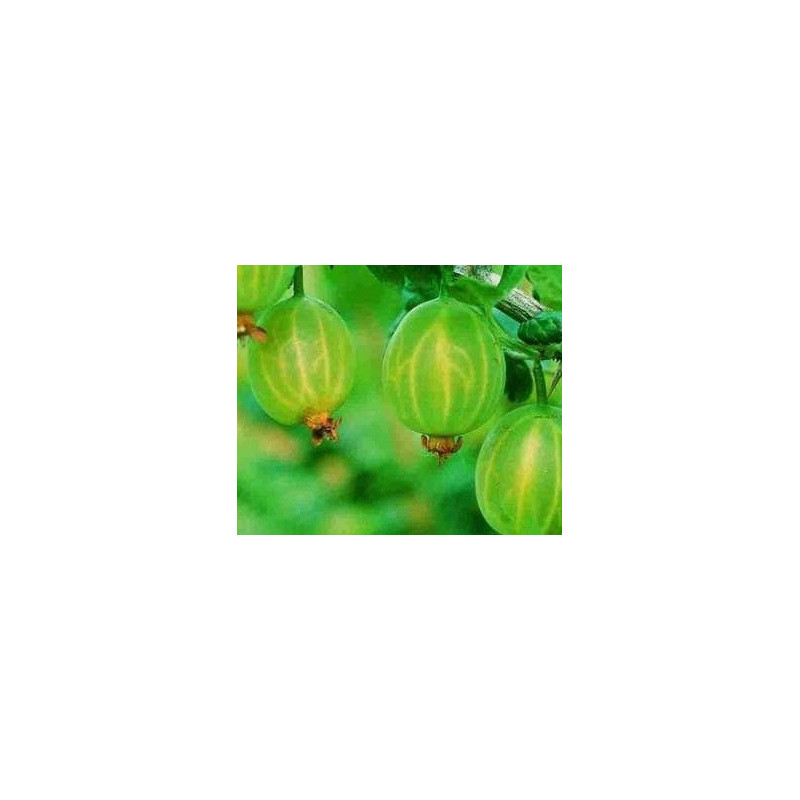 Uva Crispa Mucurines