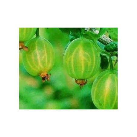 Uva Crispa Mucurines