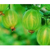 Uva Crispa Mucurines