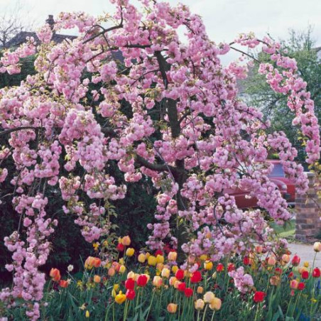 Cerejeira Japonesa Sakura ( Cerejeira Chorão)