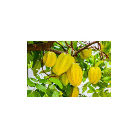 Carambola Enxertada