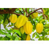 Carambola Enxertada