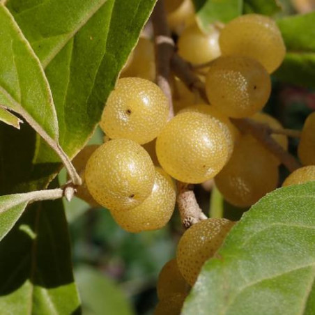 Groselha dos Açores Baga Amarela ( Elaeagnus umbellata )