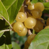 Groselha dos Açores Baga Amarela ( Elaeagnus umbellata )