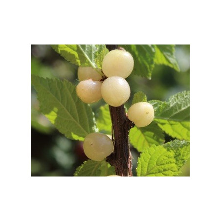 Cereja de Nankin Amarela