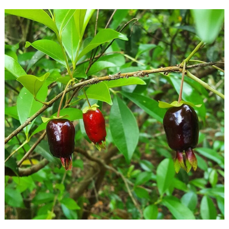 Cereja do Rio Grande