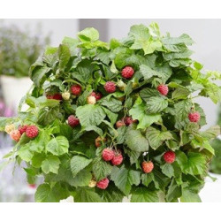 Framboesa BonBonberry Yummy- Rubus idaeus